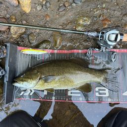 スモールマウスバス