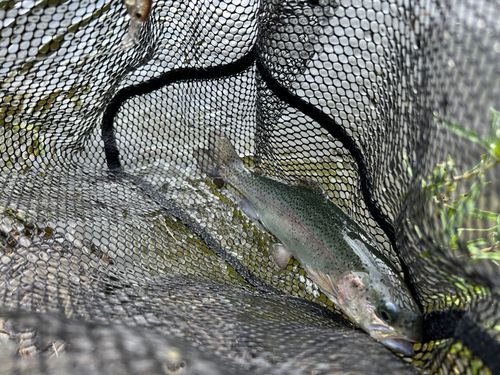 ニジマスの釣果