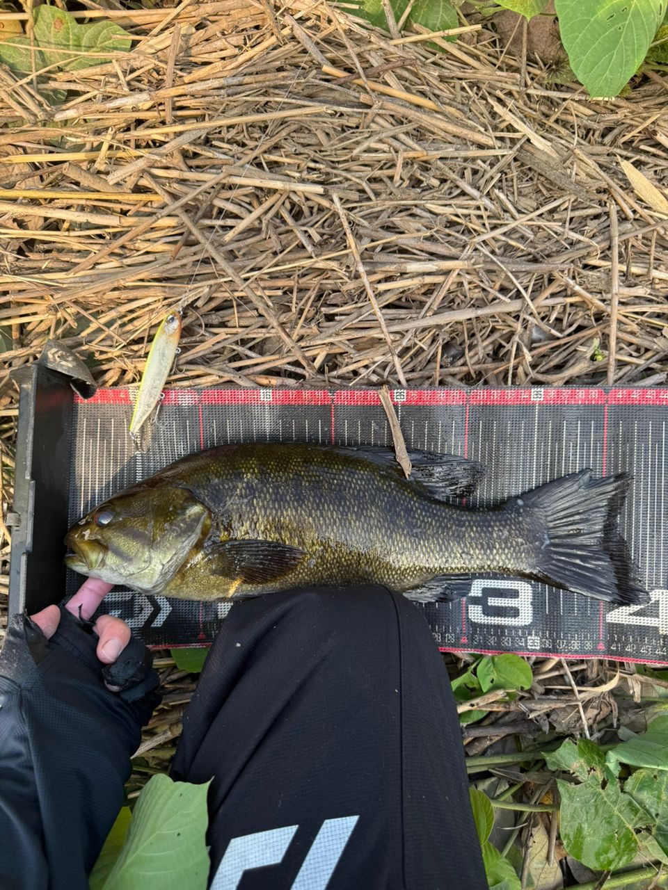 スモールマウスバス