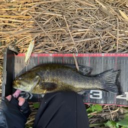 スモールマウスバス