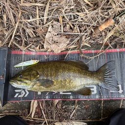 スモールマウスバス