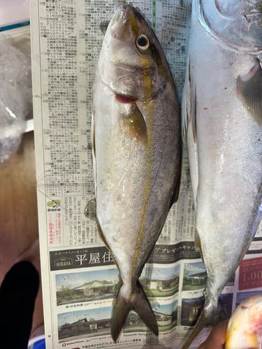 内海