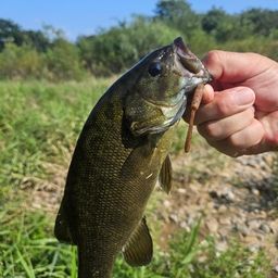 スモールマウスバス