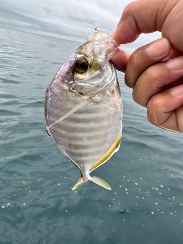 カイワリの釣果