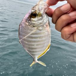 カイワリ