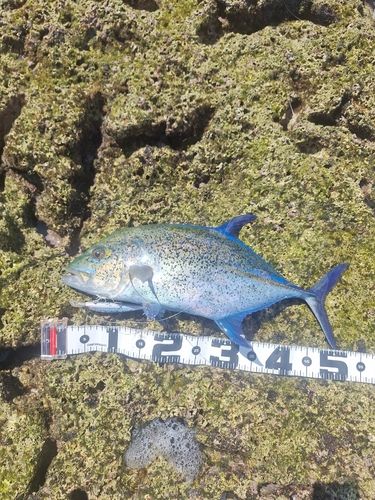 カスミアジの釣果