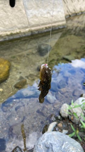チチブの釣果