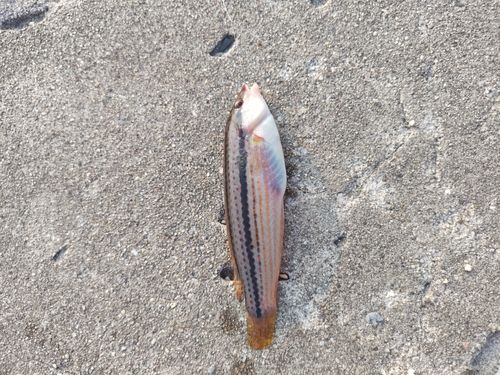 キュウセンの釣果