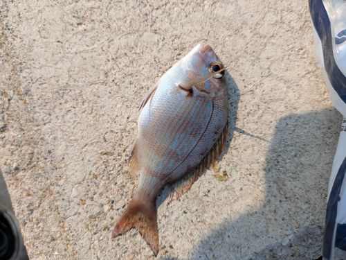 チャリコの釣果