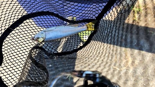 オイカワの釣果