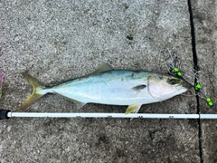 ハマチの釣果