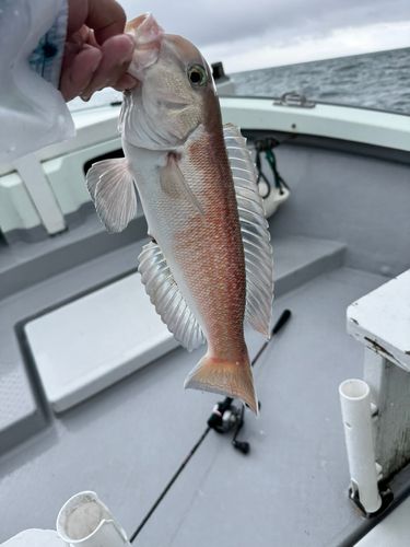 駿河湾