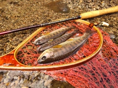 ヤマメの釣果