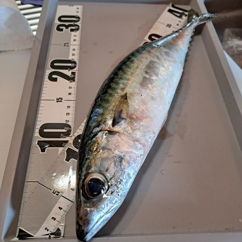 サバの釣果