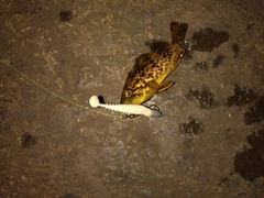 クロソイの釣果