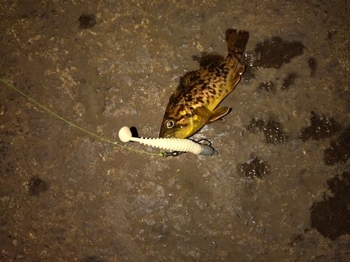 クロソイの釣果