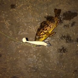 クロソイ