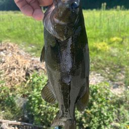 スモールマウスバス