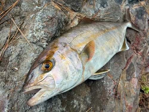 ショゴの釣果