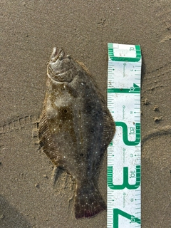 ソゲの釣果