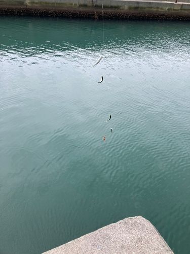サバの釣果