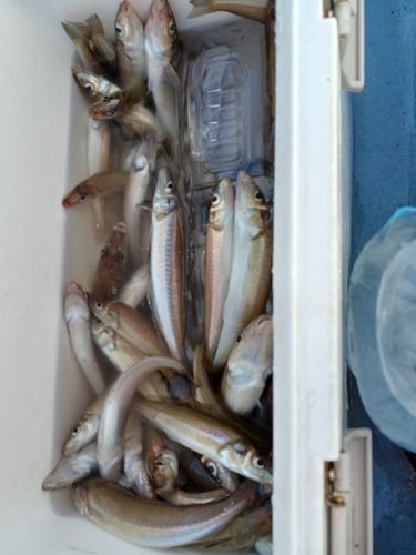 シロギスの釣果