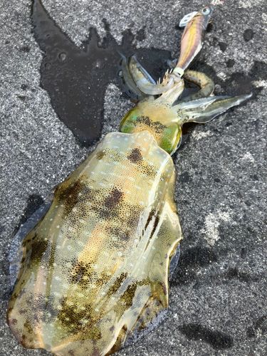 アオリイカの釣果