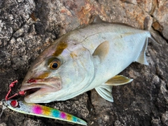 ショゴの釣果