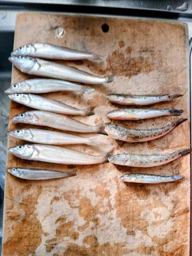 キスの釣果