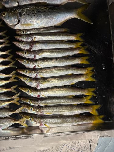 カマスの釣果