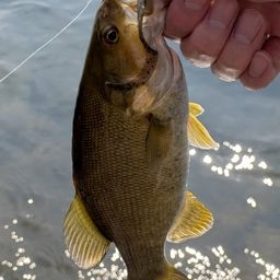 スモールマウスバス