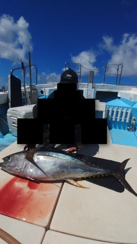 キハダマグロの釣果
