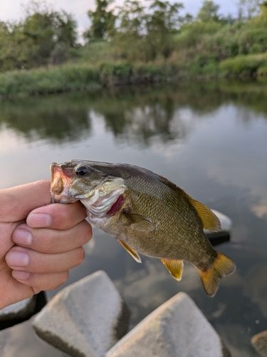 ブラックバスの釣果