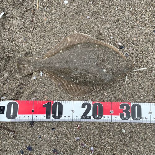 カレイの釣果