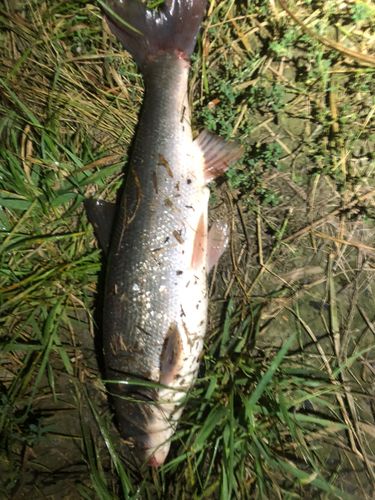 ウグイの釣果