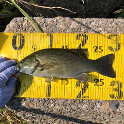 スモールマウスバス