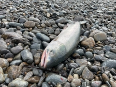 アキアジの釣果