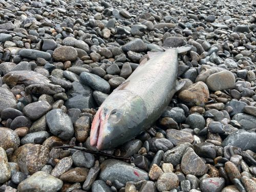 アキアジの釣果