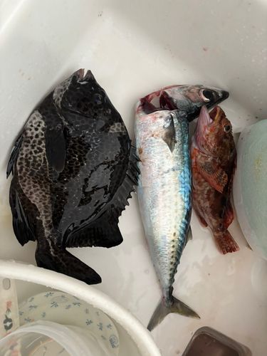 ゴマサバの釣果