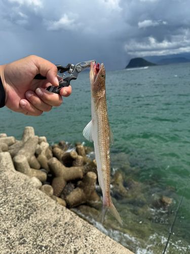 エソの釣果