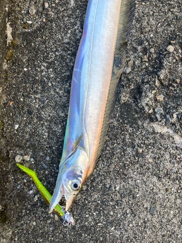 タチウオの釣果
