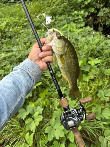 ラージマウスバスの釣果