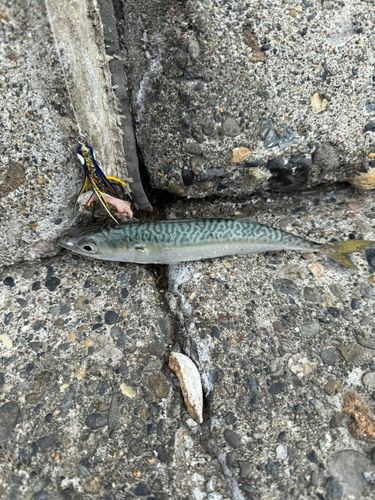 サバの釣果