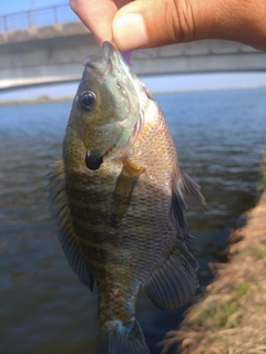 ブルーギルの釣果