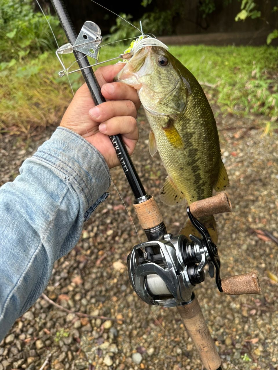 ラージマウスバス