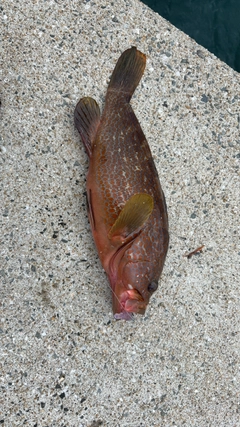 キジハタの釣果