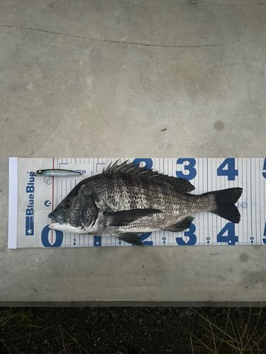 クロダイの釣果