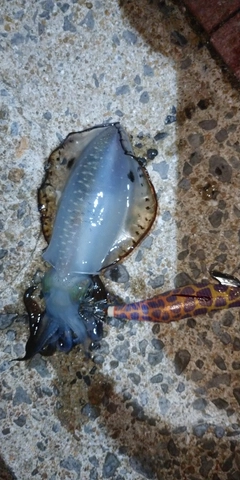 アオリイカの釣果