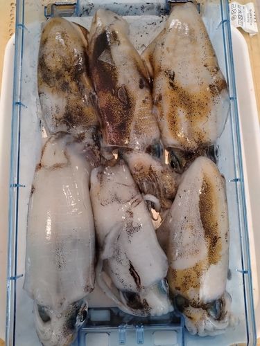 大口瀬戸