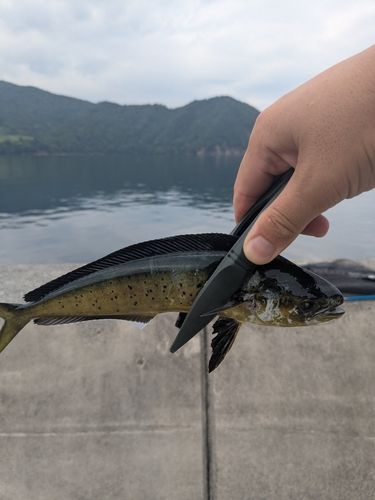 シイラの釣果